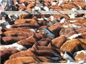 Cows